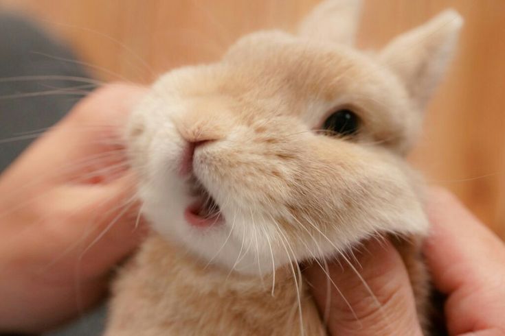 bunnyddoi's tweet photo. 😱😱 https://t.co/KFzWv0iFOQ