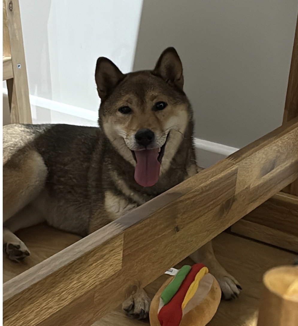 millypod1's tweet image. 🆘3 FEB 2026 #Lost Olive #ScanMe
Shiba Inu Female
Top of Moorgate Street #York #NorthYorkshire #YO24 Lead &amp;amp; harness attached with owners details on.
doglost.co.uk/dog/201992