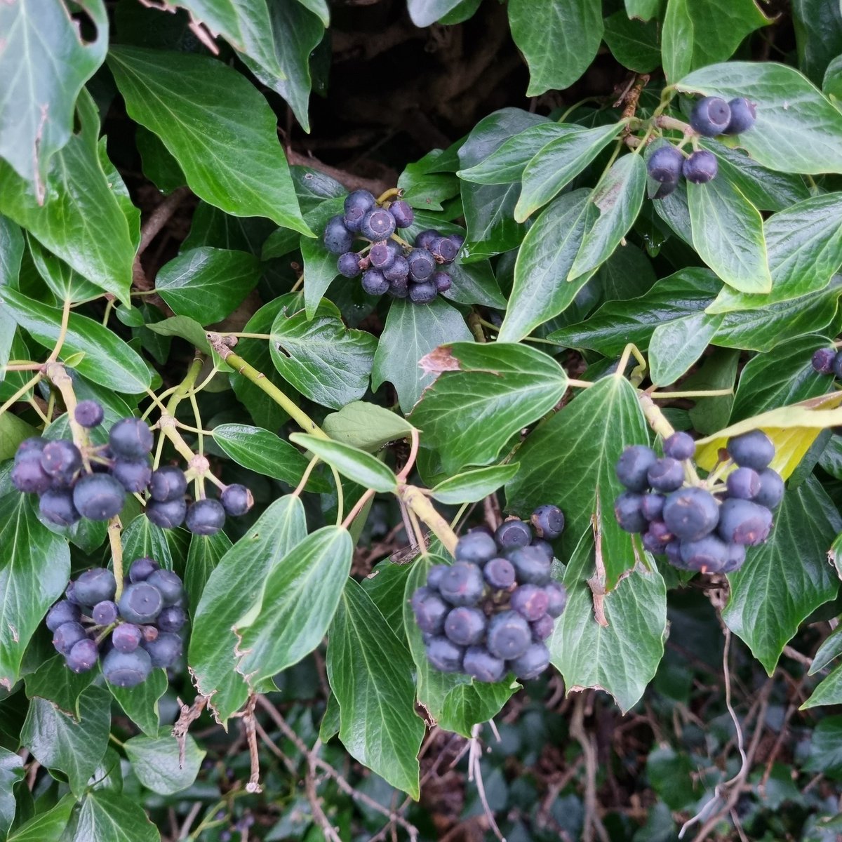 MerielGJones tweet media