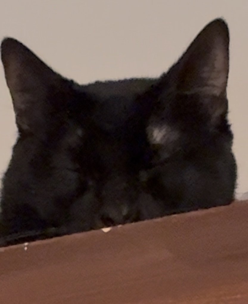 NullD0ll's tweet photo. Here's my new void, Jinx 🖤 Since my cat Fluffy just crossed the rainbow bridge a week ago, we wanted to get a buddy for Minou, my other cat who was best friends with Fluffy. I could never replace Fluffy, but Minou deserves a friend, and so do I. 🐈‍⬛🪽🌈 https://t.co/WzUcL7Odl8