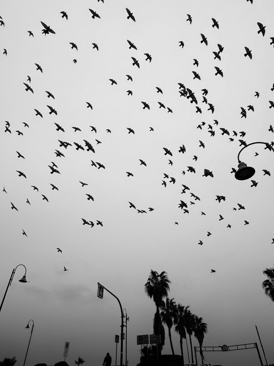 Alonein43672278's tweet image. #photography #blackandwhite #pigeons #palms #streetlamps #clouds