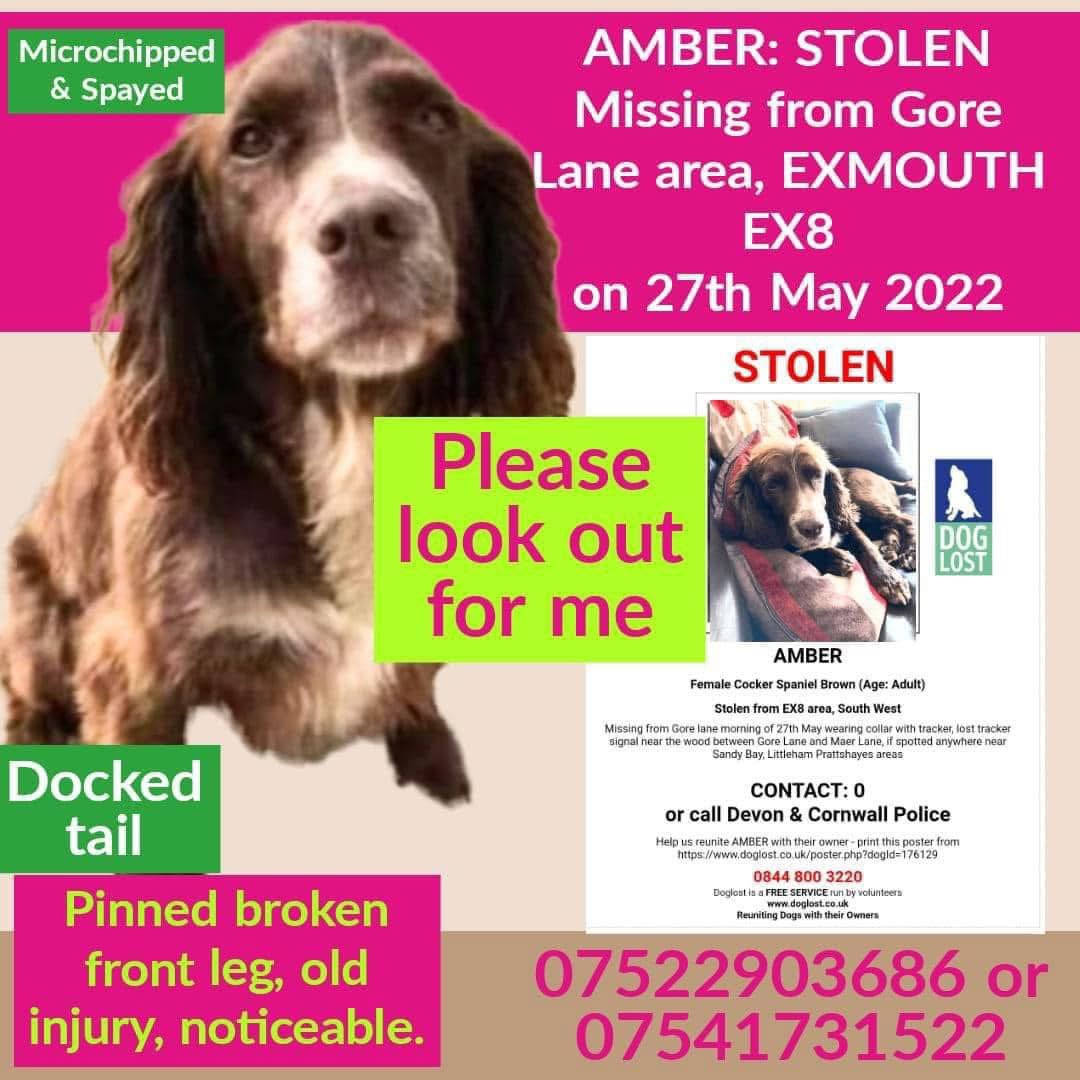rosieDoc2's tweet photo. #SpanielHour 
#StolenDogHour 
AMBER is brown with a distinctive white CROSS on her chest 
STOLEN #EX8 27/5/22 DOCKED
Her tracker lost signal and she vanished 
Her family are distraught feeling guilty losing her thinking it’s their fault LET HER COME HOME

https://t.co/3P473ITPii https://t.co/X6uBuAcJ28