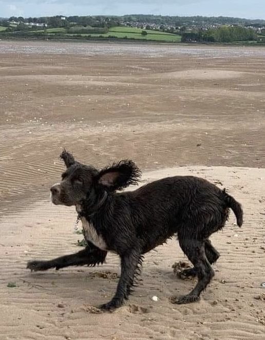 rosieDoc2's tweet photo. #SpanielHour 
#StolenDogHour 
AMBER is brown with a distinctive white CROSS on her chest 
STOLEN #EX8 27/5/22 DOCKED
Her tracker lost signal and she vanished 
Her family are distraught feeling guilty losing her thinking it’s their fault LET HER COME HOME

https://t.co/3P473ITPii https://t.co/X6uBuAcJ28