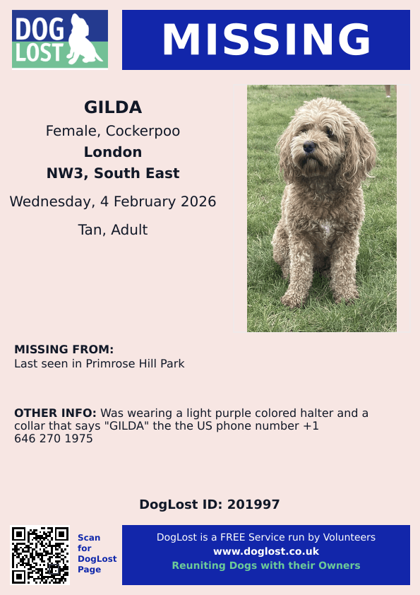 millypod1's tweet image. 🆘4 FEB 2026 #Lost Gilda #ScanMe
Cockerpoo Female
Last seen in Primrose Hill Park #NW3 
#London #GreaterLondon
Was wearing a light purple colored halter and a collar that says "GILDA" the the US phone number +1 646 270 1975
doglost.co.uk/dog/201997