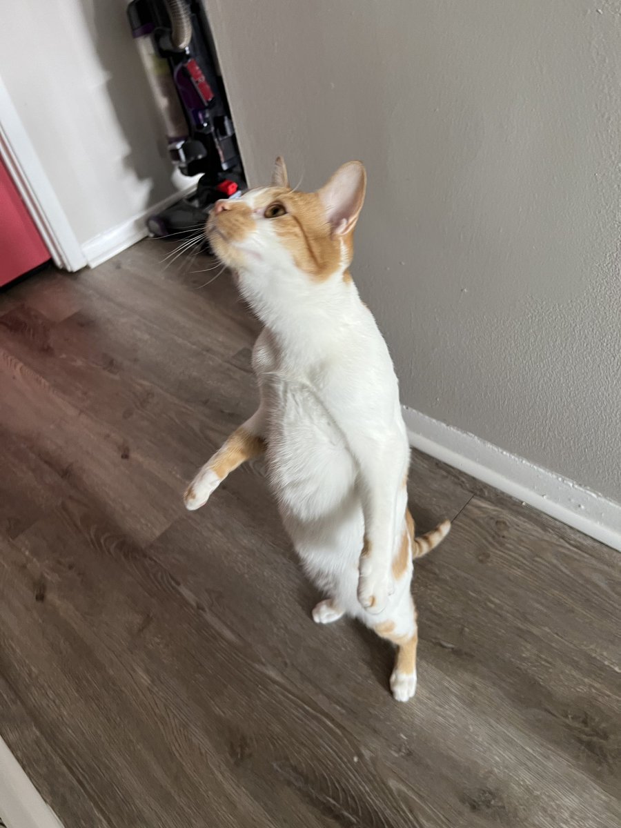 yo can you not fucking stand like that please