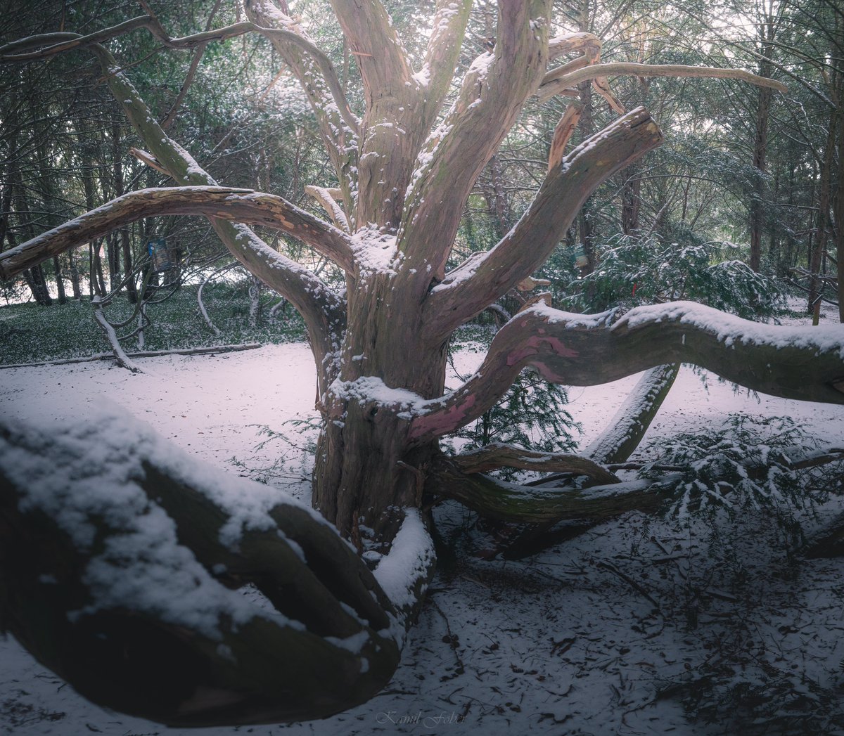 Dzisiejsze (4.02) śnieżne kadry z Arboretum Kórnickiego :)