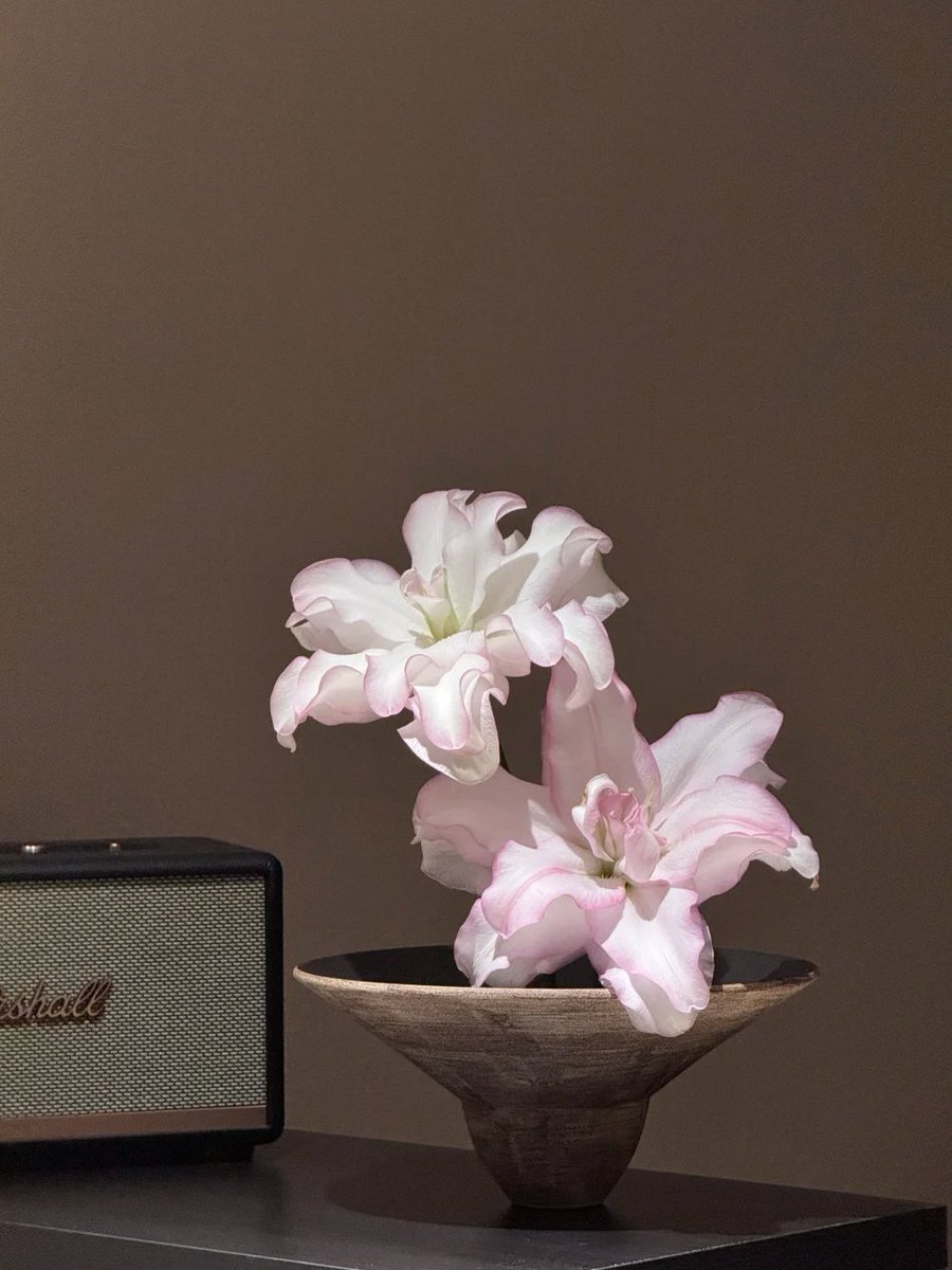 Arya9874's tweet photo. Soft petals, gentle light, and quiet elegance 🌸 These delicate blooms bring a sense of calm and beauty into the room. Sometimes, simple flowers and warm shadows are all you need to feel peace and inspiration. https://t.co/LGEZBl0hMA