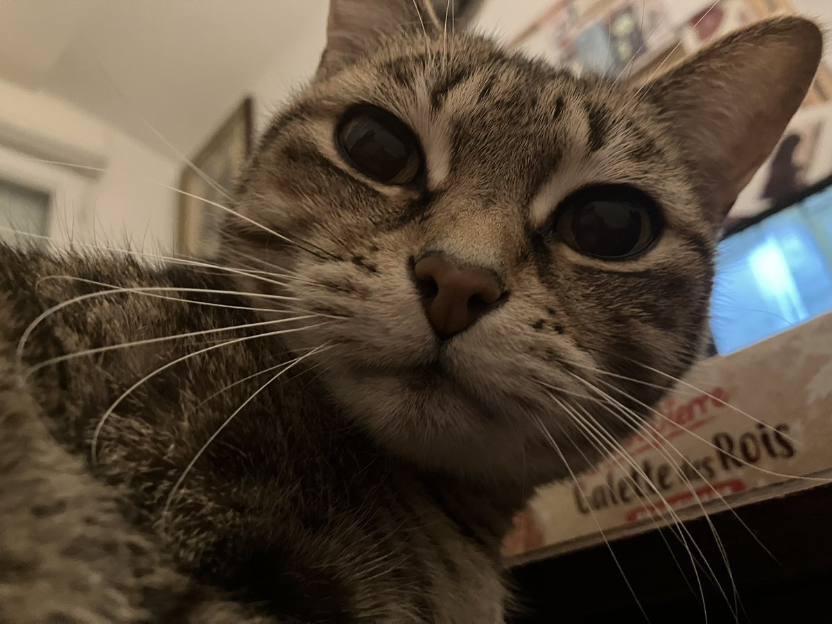 Lexis 🐈 🚺 et Sauronne 🐈‍⬛ 🚺 tweet media