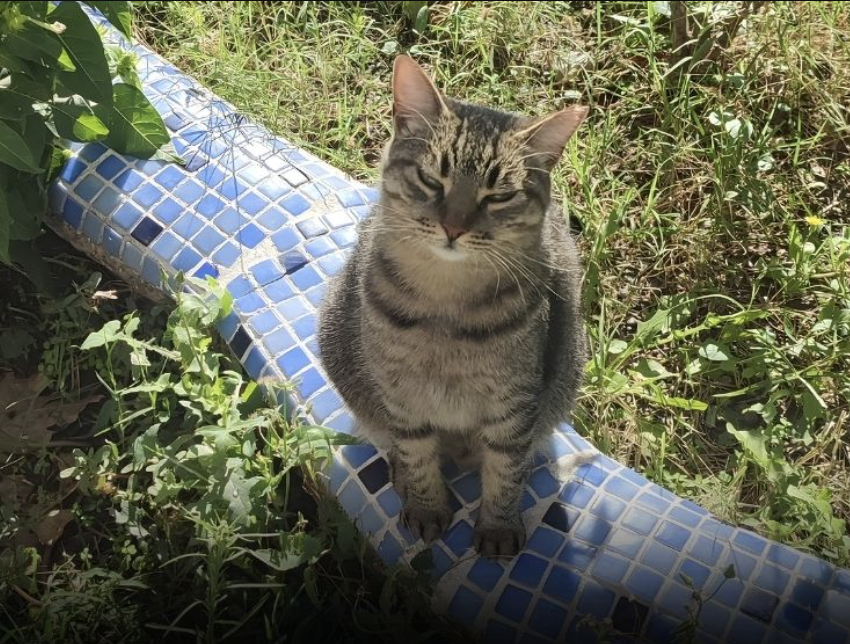SemaBasavci's tweet photo. Sunay ve Erol Özdöl, Ponçik isimli kediyi poposundan defalarca bıçakladı, belini kırdı ve derisini yüzdü. 

Sessiz kalma, bu caniliği normalleştirme.

⚖️ Duruşma: 5 Mart 2026 ⏰ Saat: 13.30

#PonçikİçinAdalet #HayvanKatilleri #İşkenceSuçtur https://t.co/zMnKDemBa6