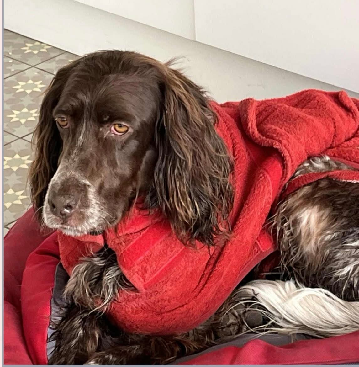 ZuccoIsMissing's tweet photo. Rosa is #missing around #Flintham #Syerston #Notts #Nottinghamshire #NG23 area
Please, any sightings, call the number on the poster
Thank you ๐
https://t.co/GzgC52mUmp https://t.co/YItnlAHF8h