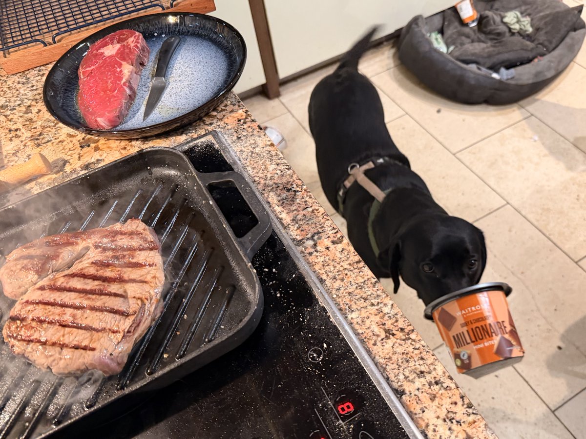 Captain Optimism has brought a food bowl 🖤