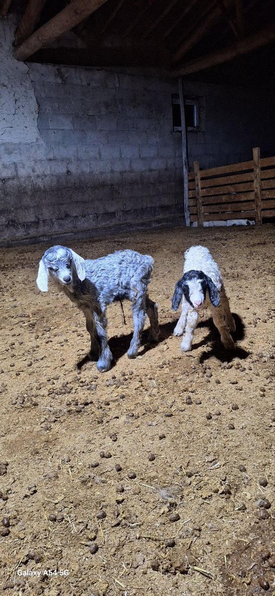 Ekiz kardeşler renk renk maşallah 
#Oğlak