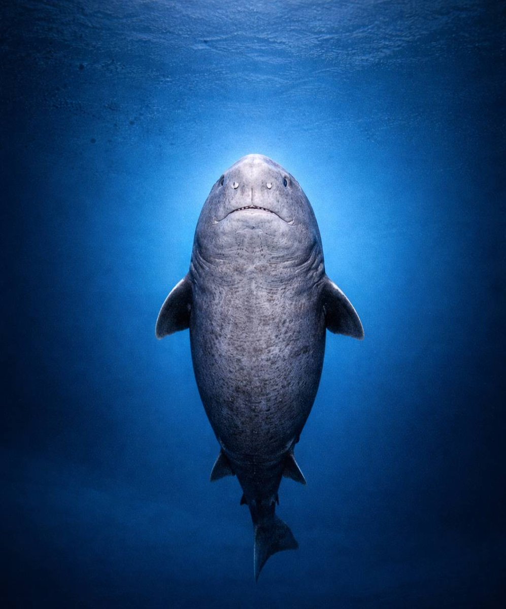 Who bought the $SHARK dip?..... Me.... I bought the dip 🦈