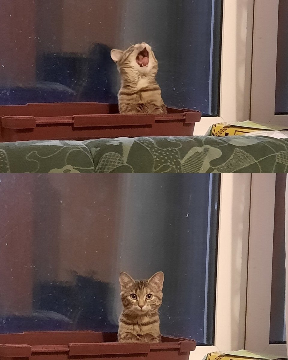 TheCatsX's tweet photo. AAAAAAAAAAAAAA https://t.co/rGp2aYyKp1