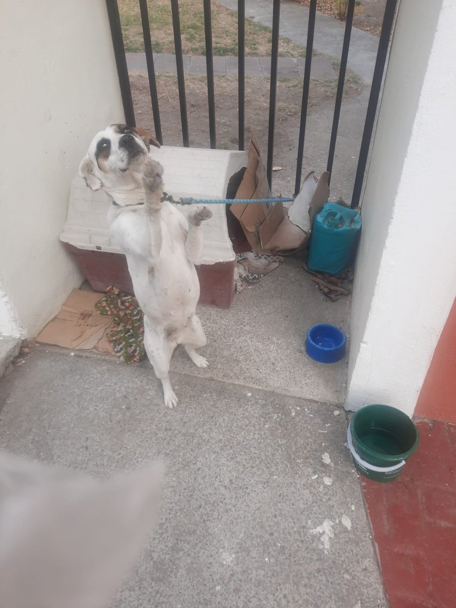 L_LizOliva's tweet photo. Blaze, cachorra valiente de 8 meses, esterilizada y vacunada. Necesita un hogar responsable. Rescatada de un ataque y tiene miedo a los perros. 🏡🐶Quien la resguarda, no la puede tener, esta amarada dia y noche. Contacta para más detalles. 🏠✨ #AdoptaNoCompres @Animales_CDMX https://t.co/Nh4P5XKWFC