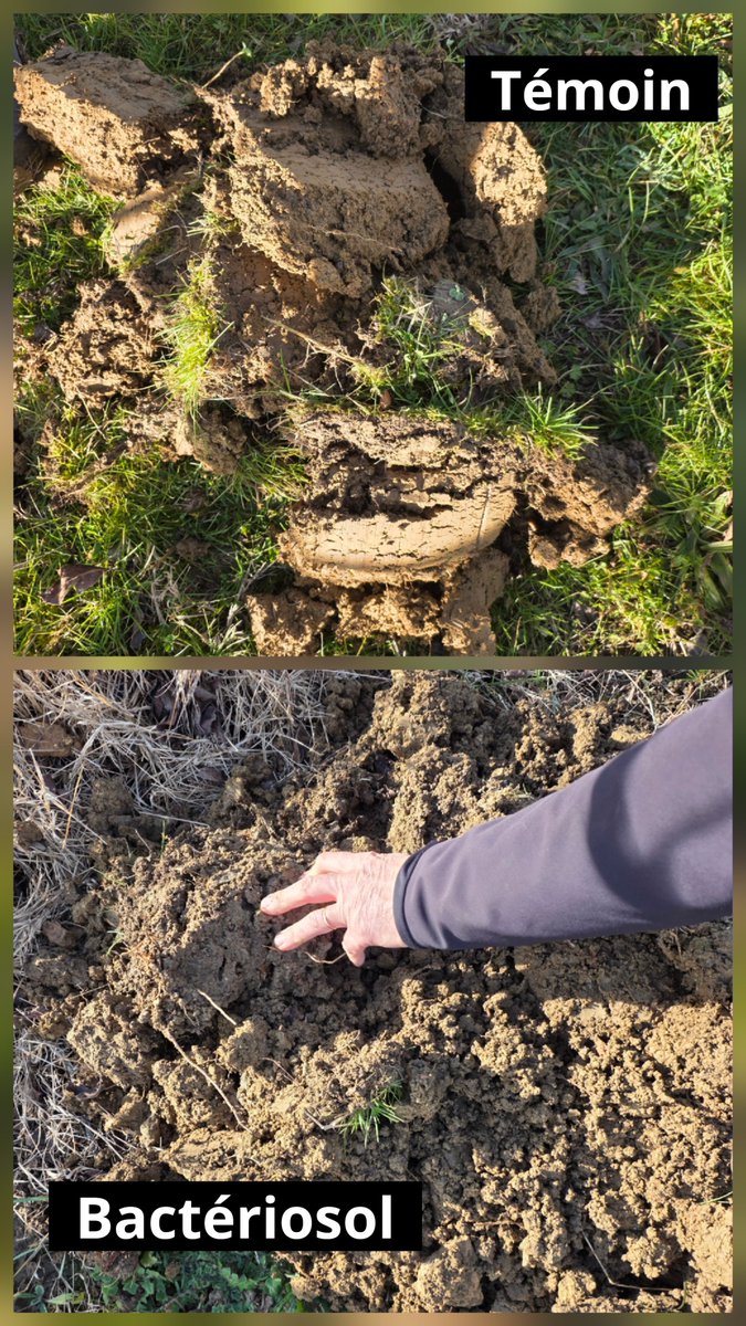 🍑 Parcelle de pruniers coupée en deux
➡️ Suivi de sol – janvier (82)

Témoin (photo du haut) > Fertilisation organique + azote
Bactériosol (photo du bas) > 5ième année d'ensemencement + azote

Résultats observés :
✔️ Sol + structuré
✔️ + grumeleux
✔️ et qui gère mieux l'eau