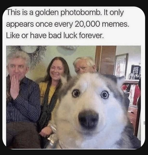 Puppieslover's tweet photo. https://t.co/GP80PkHLj6