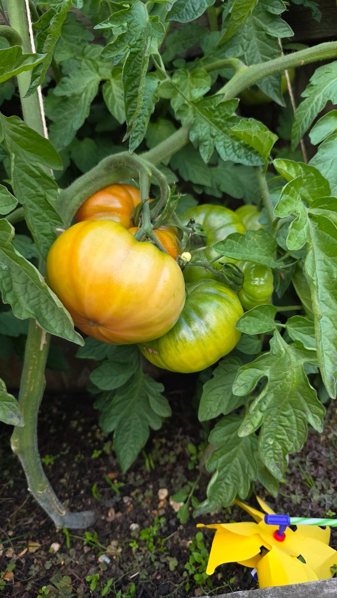 Imbrovich tweet media