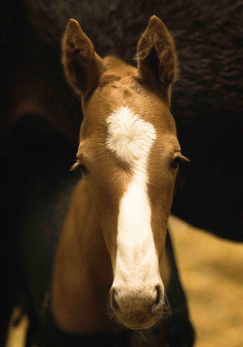 オルペ (@orfevre_2008514) / Posts / X