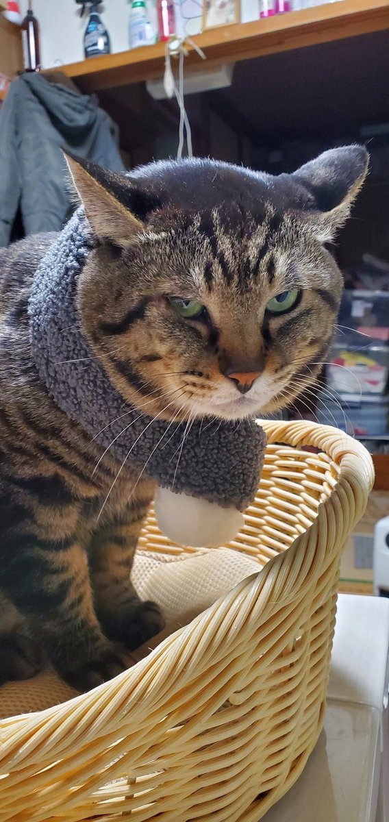 flykappa's tweet photo. マフラーされた🙀 https://t.co/hY5ENZvv0h