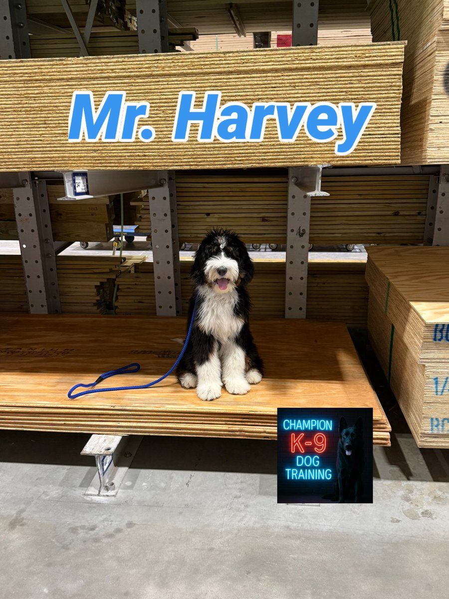 Mr. Harvey (Bernadoodle Pup) and his family joined us at our local Lowe’s (Xenia Ohio) for their training session this afternoon. Keep up the good work guys!