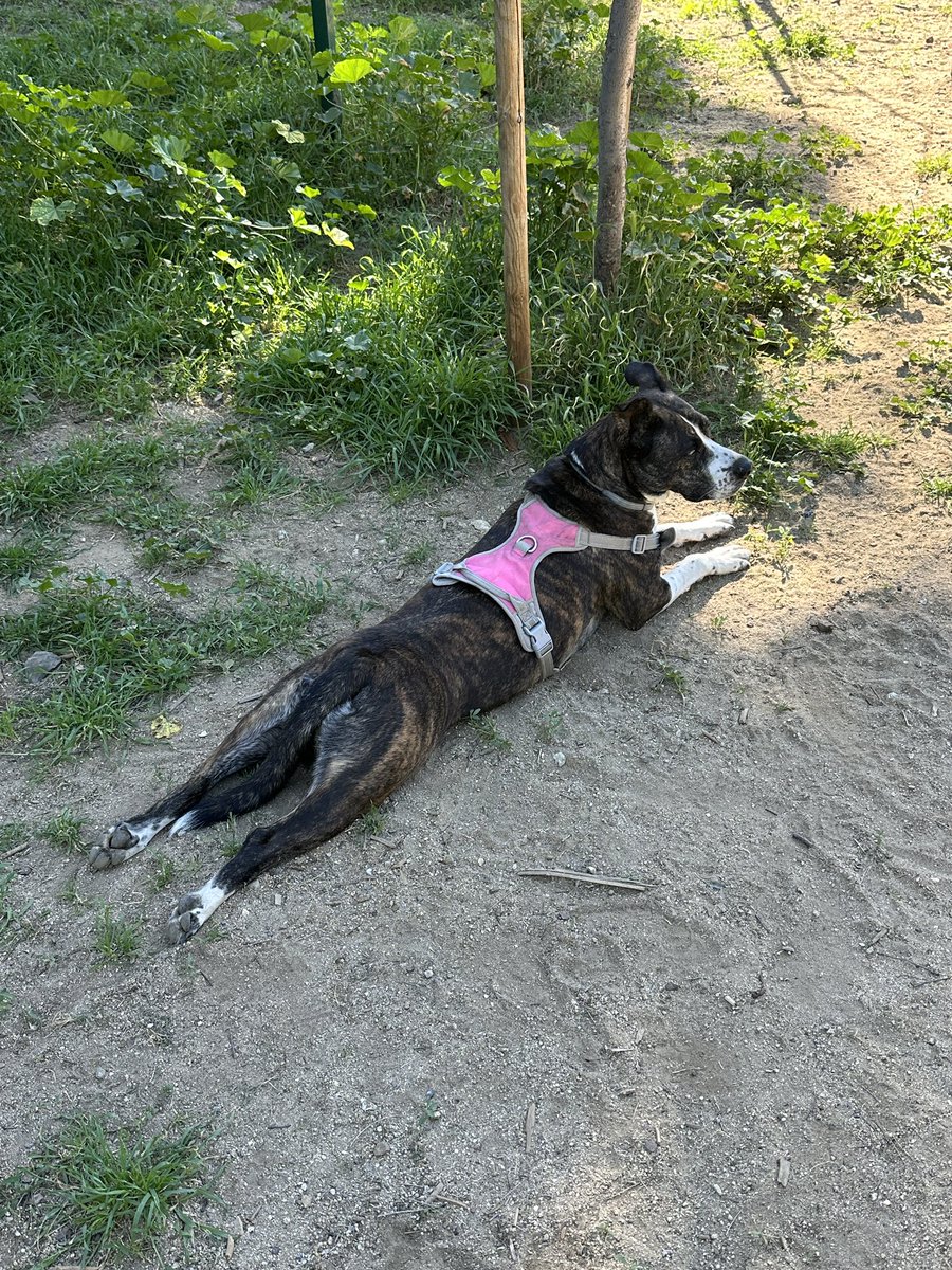 Albert Jaragua Corado 🔻 tweet media