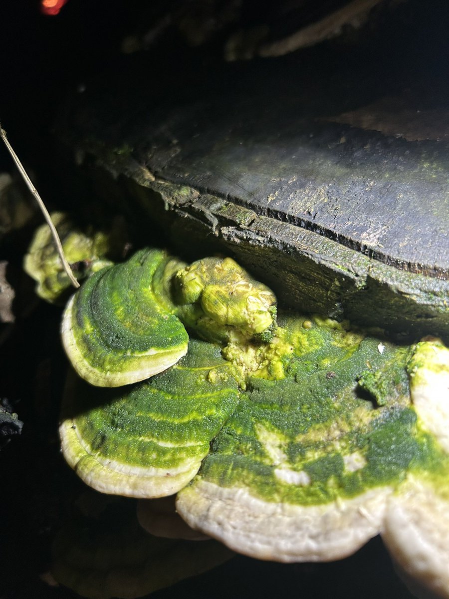 Forest school @Rowley Park tweet media