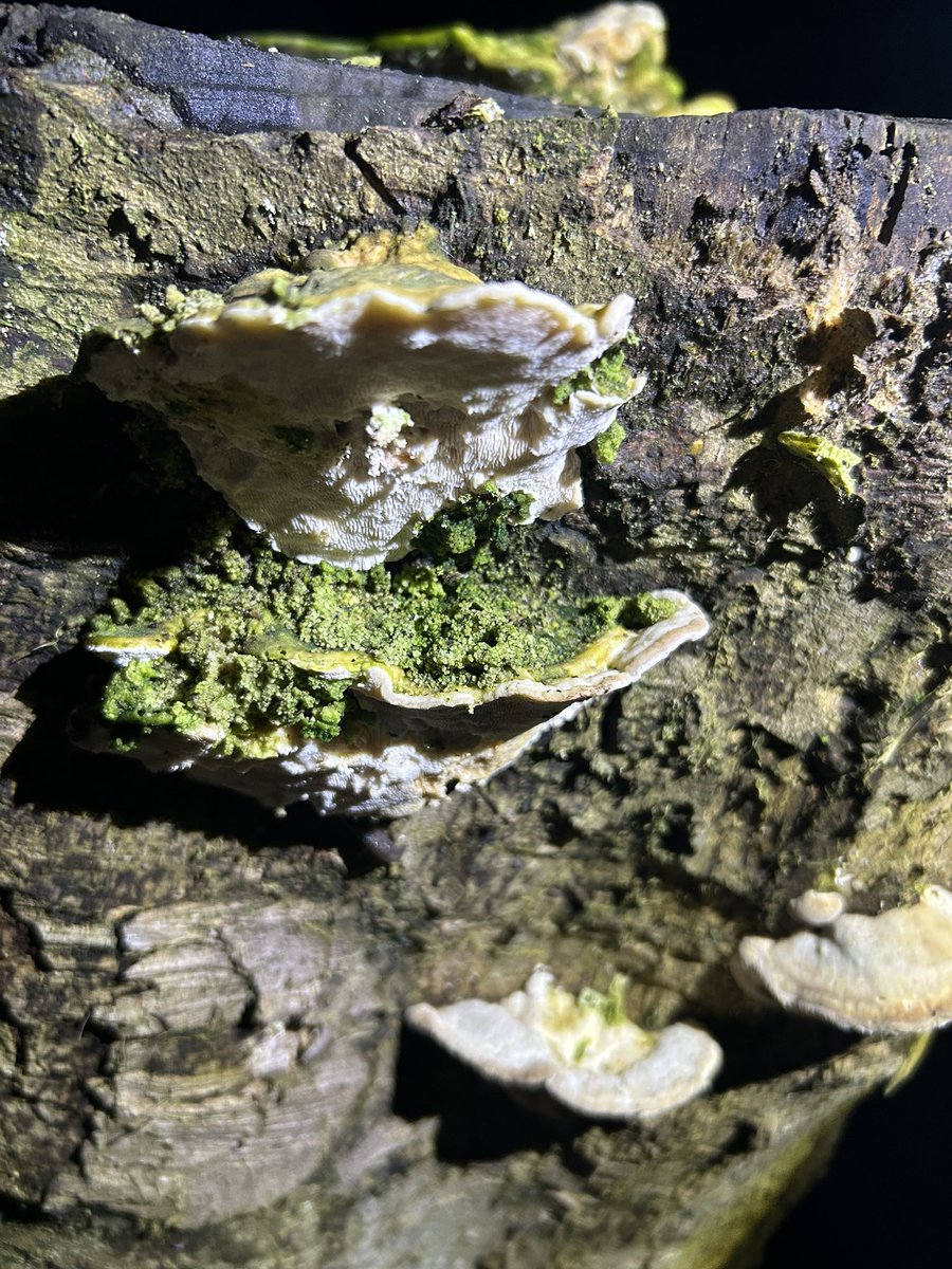 Forest school @Rowley Park tweet media