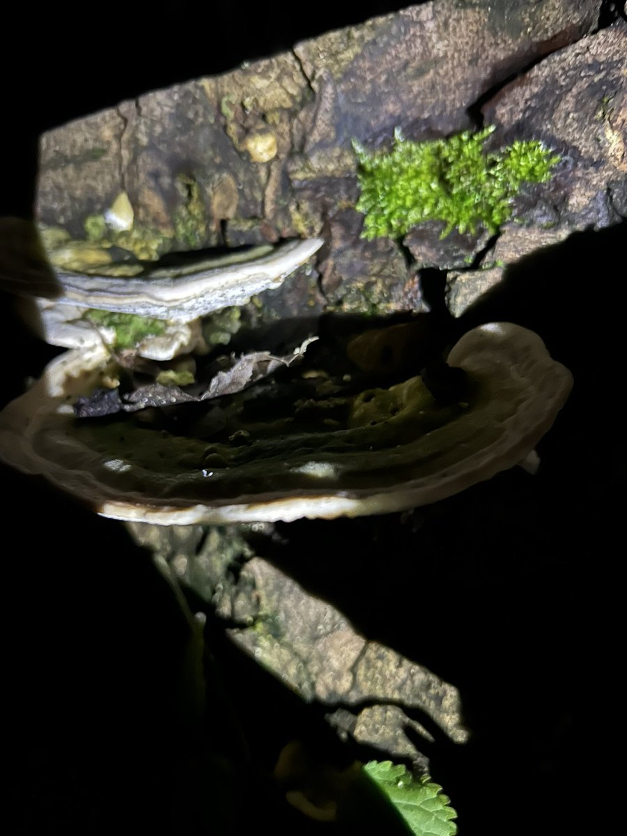 Forest school @Rowley Park tweet media