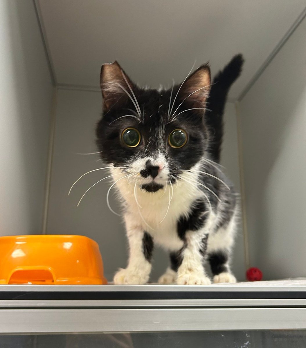 Gözlerimin kocaman olduğuna aldanmayın, hiç görmüyorum. 🥲 Ama gören kedilerden hiç farkım yok. 3 aydır veterinerde yapayalnızım. Beni seven hiç mi yok? İstanbul duy sesimi. 🥹 Paylaşır mısınız beni lütfen?