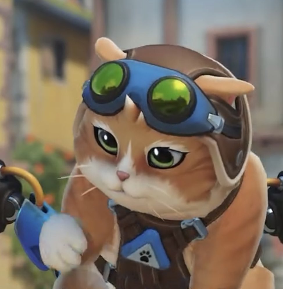 teddy__cats's tweet image. i apologise for how insufferable i am going to be but she is just TOO cute 😭😭😭😭😭😭