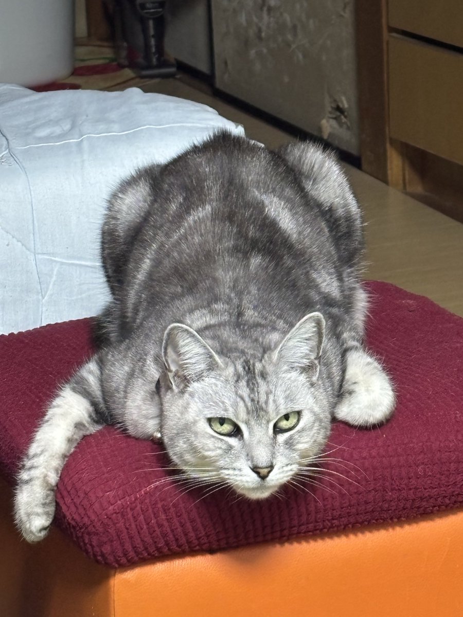 おはようございます☀ 🌸ん？モフるきだにゃ😿 モフらせにゃいぞ