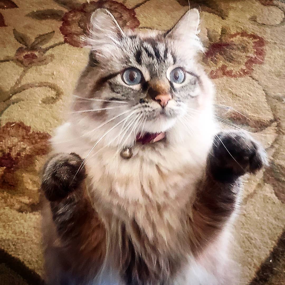 Mélanie Hope tweet media