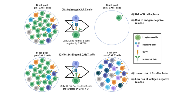Ruella Lab tweet media