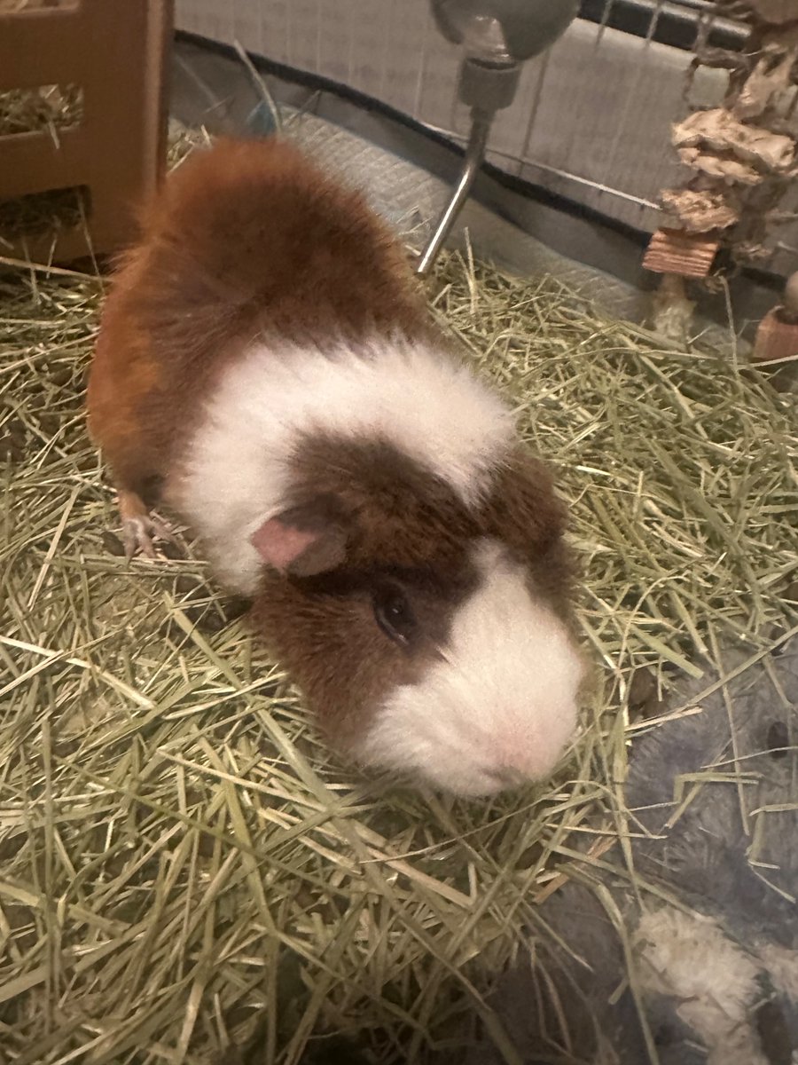 MachettoD's tweet photo. I don’t even have social media anymore but lol I fuckin told all of you half a decade ago that Drury fuckin sucks 

This is my guinea pig, Bubba https://t.co/51Aae99Zs0