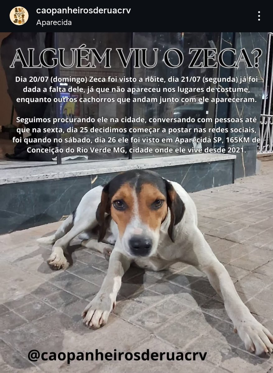 periculosami's tweet photo. Gente, já que todo mundo tá mobilizado pelo Orelha, vamos aproveitar essa força pra ajudar o Zeca tbm!

Essa página tá tentando encontrar ele, um cão comunitário de MG que acompanhou uma romaria em AGOSTO e acabou sendo ABANDONADO em Aparecida!!!!!!! 🆘🆘🆘

#Aparecida https://t.co/LF9XGjmj5a