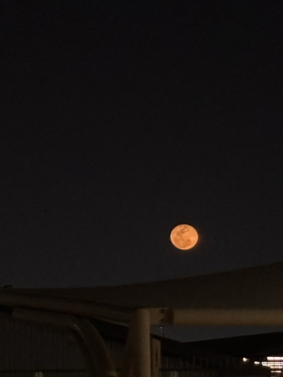 𓆝 𓆟 𓆞 𓆝 𓆟 tweet media