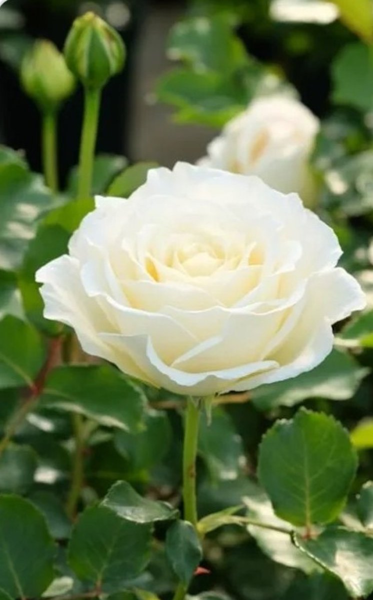 <a href="/takeshima_staff/">竹島宏 Hiroshi Takeshima【公式】</a> お花"薔薇・白"
花言葉「深い尊敬」
優しい色合いの素敵なお花
知れば知るほど奥深い花言葉
この花言葉を竹島さんに贈ります
新しい時代
形は色々変化していっても
心を伝え続けることの大切さ
何かを伝えるって素敵なこと 
25周年に向かっている今
扉の向こうに夢の世界が待っている予感🌈☕✨#竹島宏