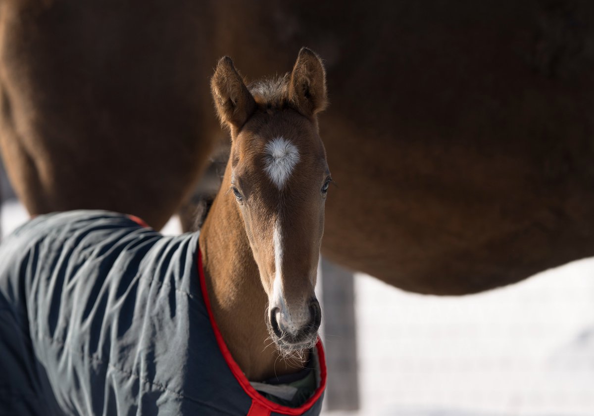 黄金の時代 (@zyjf5) / Posts / X