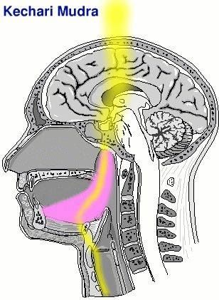 In Kechari Mudra when the tongue reaches posterior nasal cavity and presses near the sphenoid sinus/cribriform plate, it physically stimulates:
- Olfactory epithelium (CN I endings)
- Musoca near the sella turcica, which houses pituitary gland.

Resulting in:
- Increases