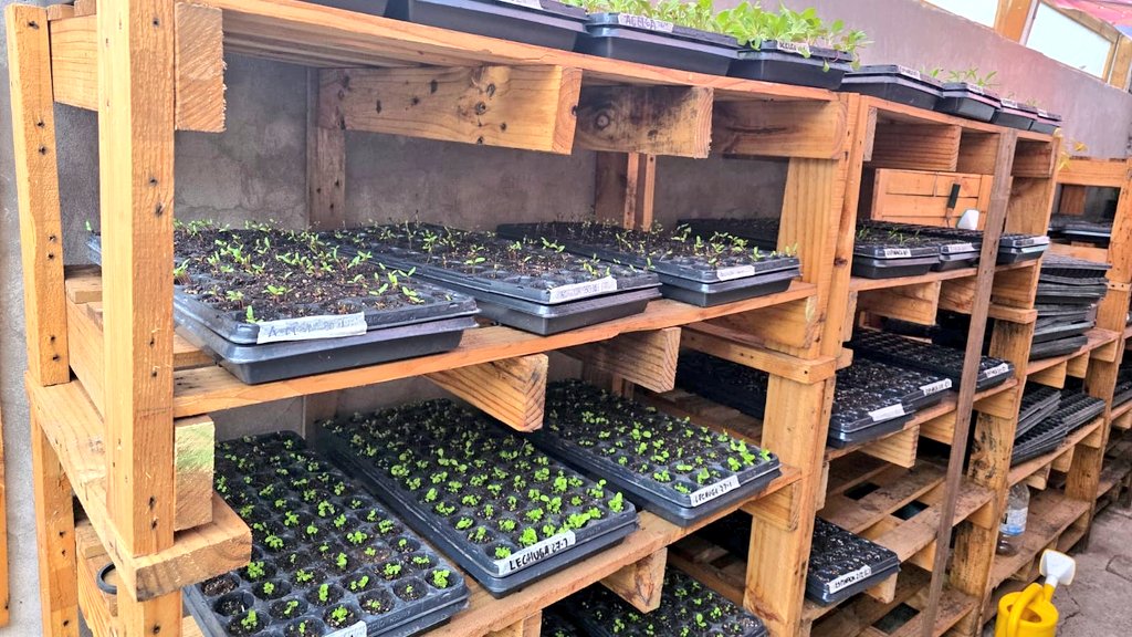 Este 2026 adelantamos la siembra de la temporada otoño/invierno🌿.
¿El motivo? La gran demanda que sabemos que se viene en los próximos meses. 📈

Por eso, durante enero realizamos el mantenimiento de nuestro invernadero 🏡🌱, comenzamos con la siembra y hoy ya podemos ver,