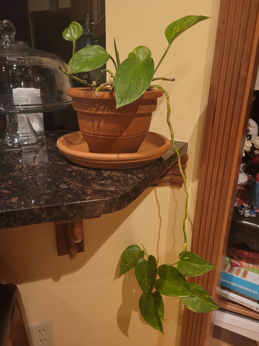 DevCroOnline's tweet photo. 🌿 Plant update 🌿
Robert (Golden Pothos) is doing really well, new leaves are popping up in the pot and along the “tail.”
Love when they choose progress. 🌱
#GoldenPothos #HouseplantTwitter #PlantUpdate #NewGrowth https://t.co/SQLHywoNdx