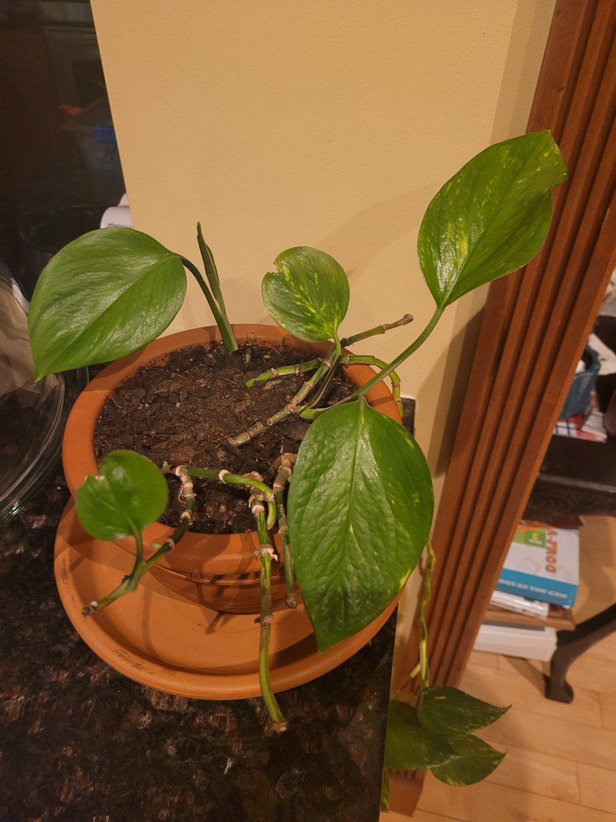 DevCroOnline's tweet photo. 🌿 Plant update 🌿
Robert (Golden Pothos) is doing really well, new leaves are popping up in the pot and along the “tail.”
Love when they choose progress. 🌱
#GoldenPothos #HouseplantTwitter #PlantUpdate #NewGrowth https://t.co/SQLHywoNdx