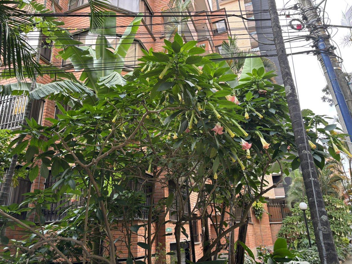 Alejandro Álvarez V. tweet media