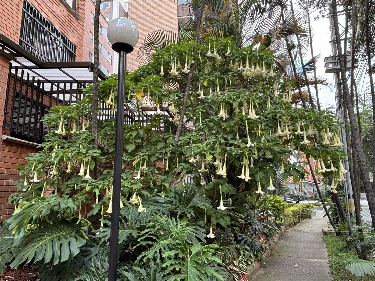 Alejandro Álvarez V. tweet media