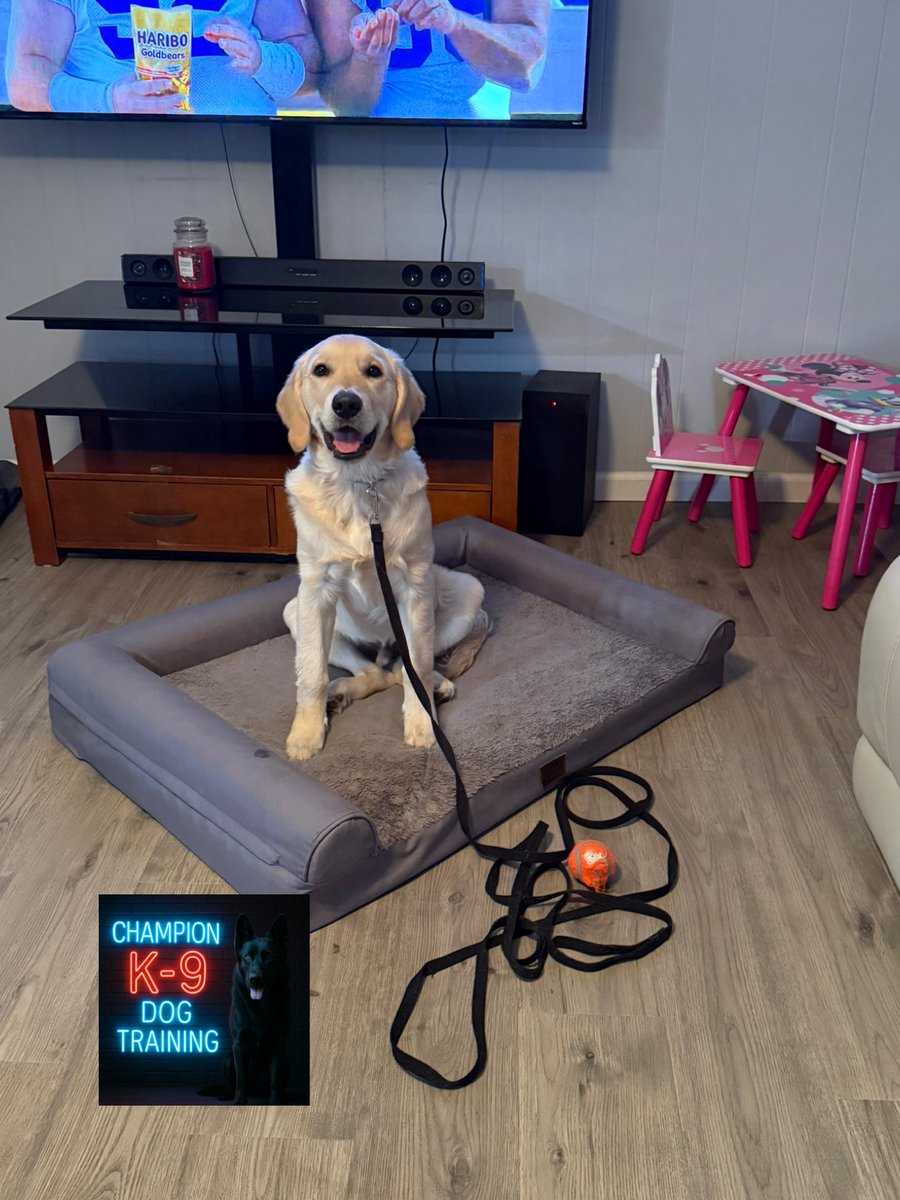 Had a nice training session with my buddy Teddy and his wonderful mother this evening! Keep up the great work guys!!!