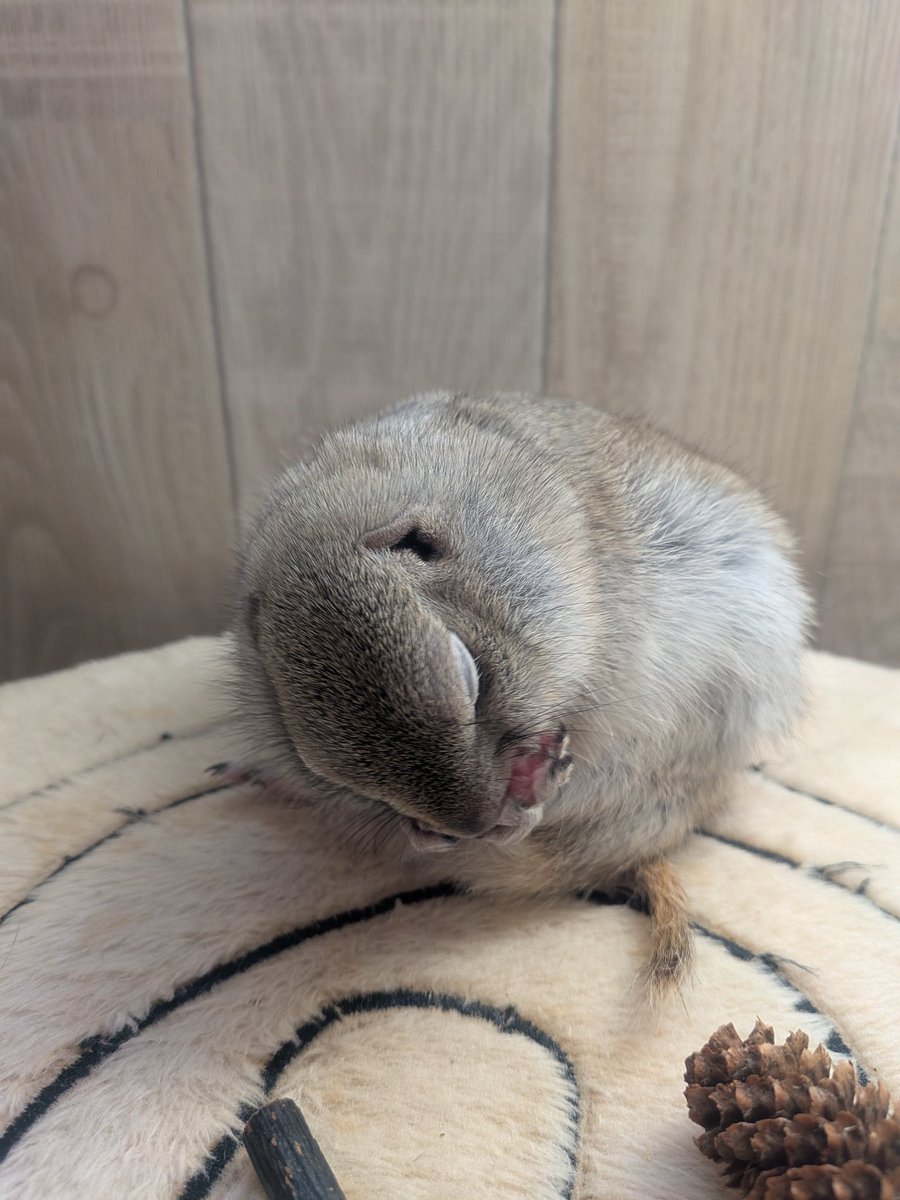 ニコルとウィリーといる日常 tweet media