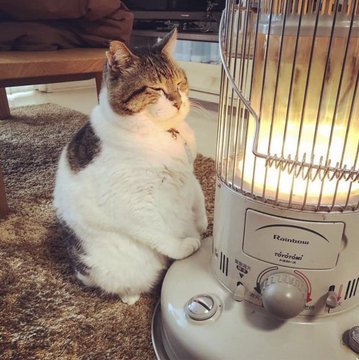 nekokolife's tweet image. ストーブの正しい使い方