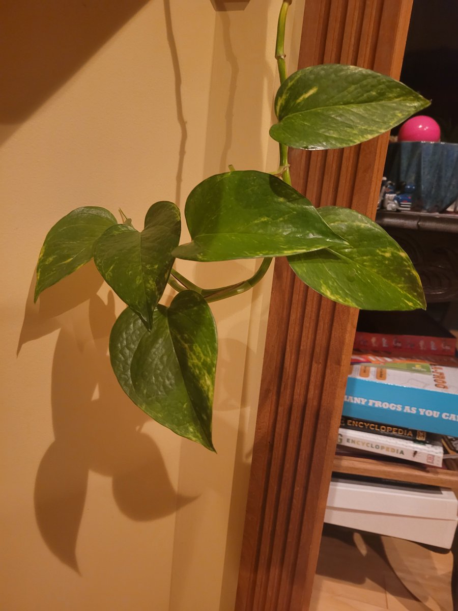 DevCroOnline's tweet photo. 🌿 Plant update 🌿
Robert (Golden Pothos) is doing really well, new leaves are popping up in the pot and along the “tail.”
Love when they choose progress. 🌱
#GoldenPothos #HouseplantTwitter #PlantUpdate #NewGrowth https://t.co/SQLHywoNdx