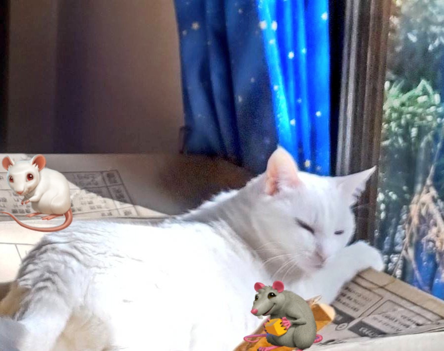 今週は３つ目の仕事を
頑張ってます🐎✨

<あたちは日向ぼっこ>
　＃猫好き